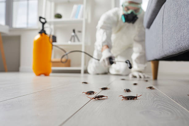 Commercial Rodent Management in Cabana Colony